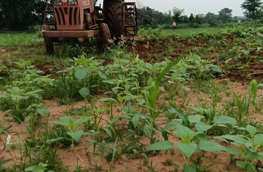 डंडई में सैकड़ो एकड़ जंगल झाड़ी जमीन को कब्जा कर लोग कर रहें खेती, विभाग चुप
